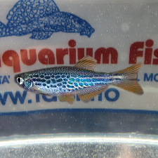 DANIO KYATHIT 2cm
