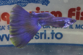 GUPPY MASCHIO MOSCOW BLUE