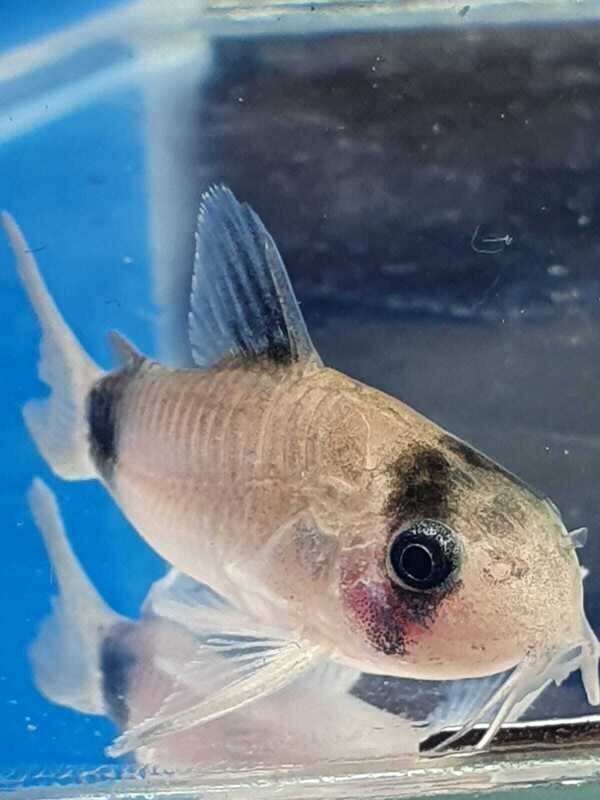 CORYDORAS PANDA