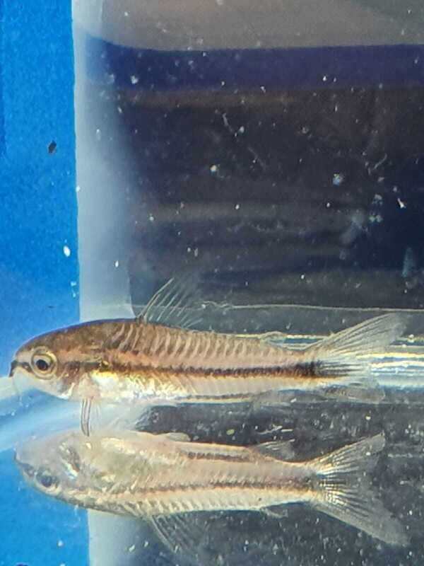 CORYDORAS PYGMEUS