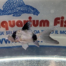 CORYDORAS PANDA PINNE A VELO MD off. x 3 pezzi CAD.