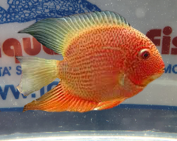 HEROS SEVERUM RED SPOTTED 7/8 CM