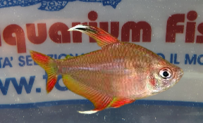 HYPHESSOBRYCON ORNATUS