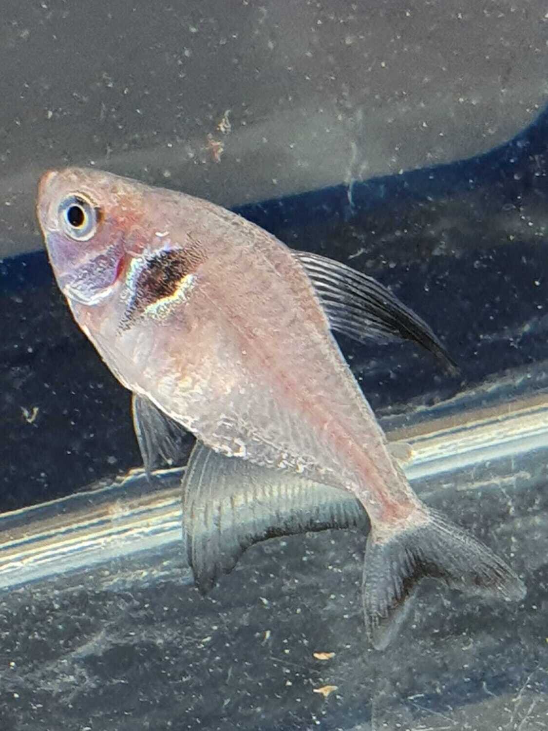 HYPHESSOBRYCON ASSORTITI