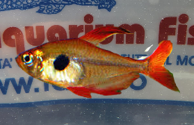 MEGALOMPHODUS SWEGLESI RED