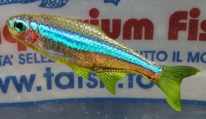 PARACHEIRODON SIMULANS SM