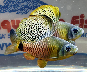 OREICHTHYS CRENUCHOIDES  SM