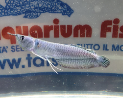 Osteoglossum Bicirrhosum - Arowana 7/8 cm