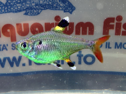 PRISTELLA