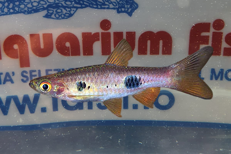 RASBORA KALOCHROMA  CLOWN