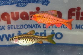 PUNTIUS TITTEYA - RED