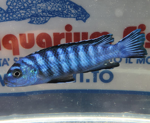 PSEUDOTROPHEUS ORNATUS 8/10cm.