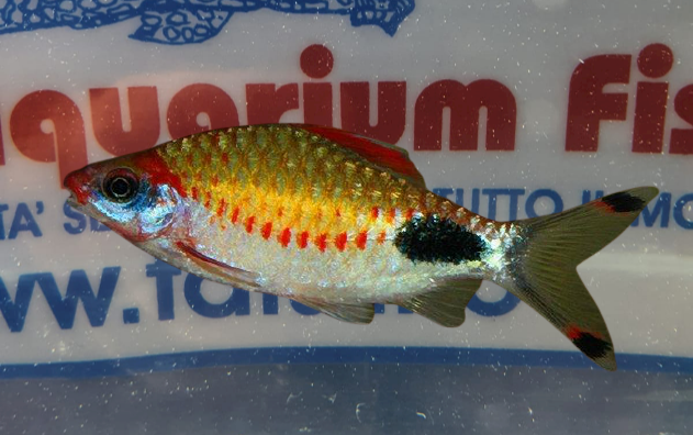 PUNTIUS ASSIMILIS 7/8 CM