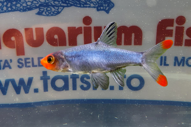 SAWBWA RESPLENDENS