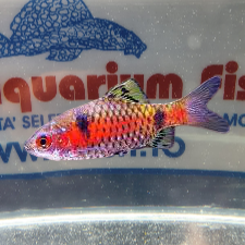 PUNTIUS PADAMYA ODESSA M