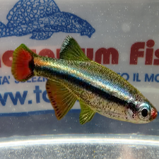 TANICHTYS ALBONUBES