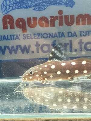 SYNODONTIS ANGELICUS MD