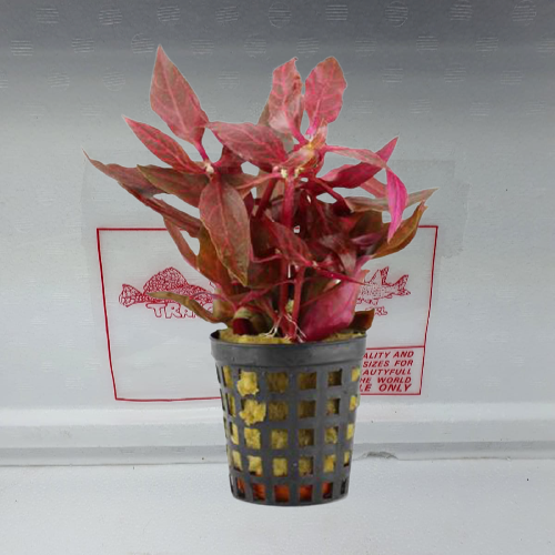 Alternanthera cardinalis