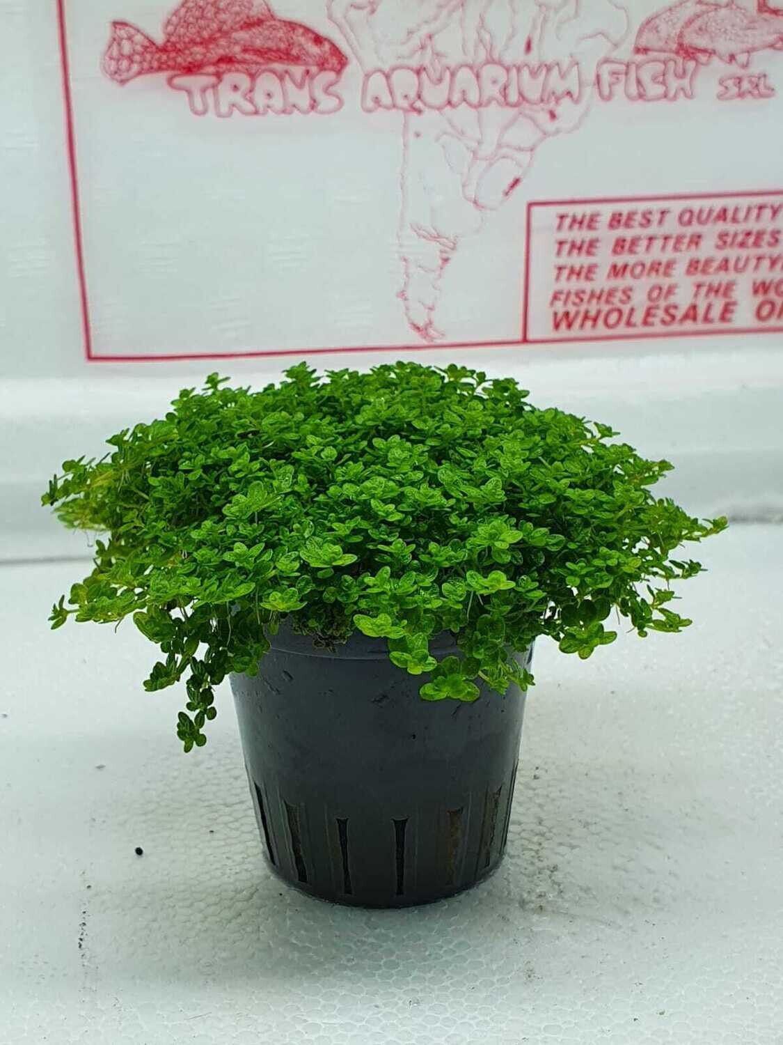 Hemianthus callitrichoides