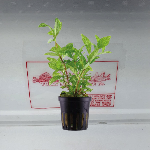 Hygrophila polysperma rosaeinervis