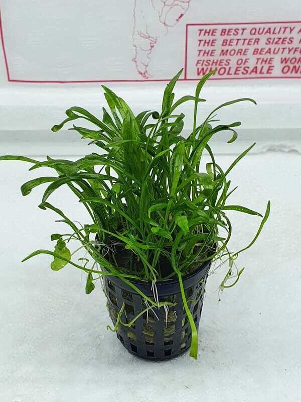 Lilaeopsis novazelandiae Lilaeopsis novazelandiae