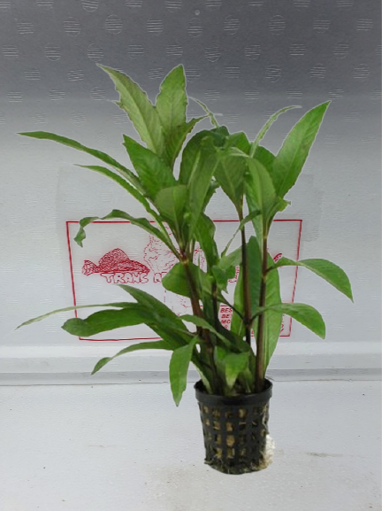Hygrophila salicifolia