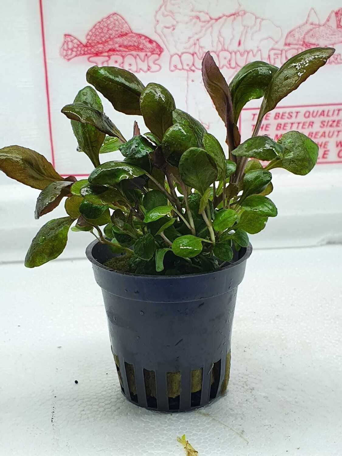 Lobelia cardinalis mini