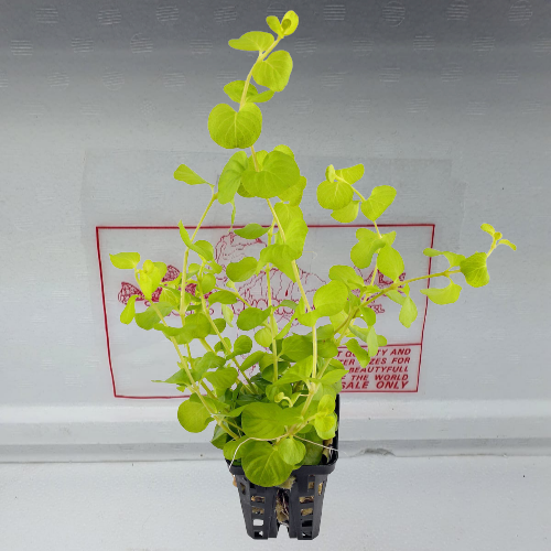 Lysimachia nummularia green