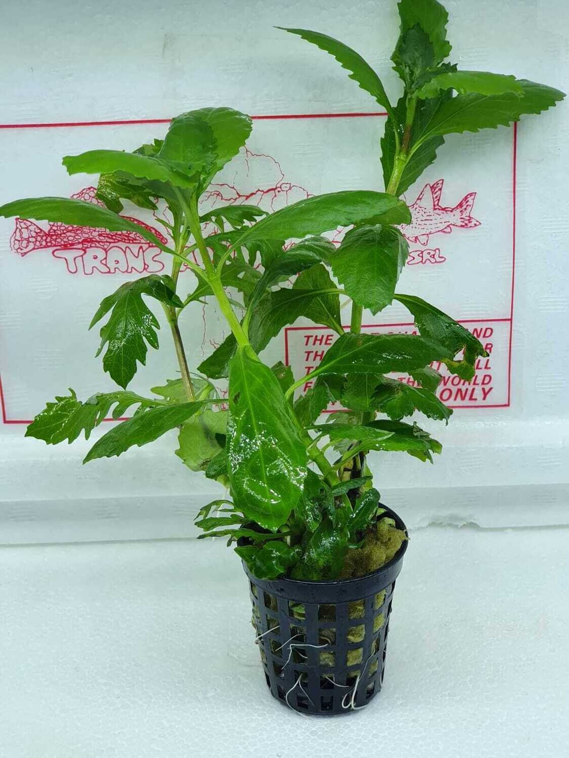 Hygrophila difformis