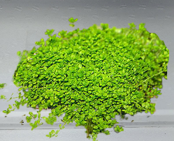 MICRANTHEMUM MONTE CARLO