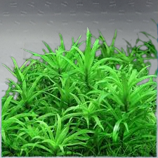 HETERANTHERA ZOOSTERIFOLIA