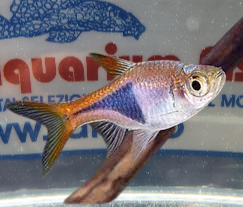 RASBORA HETEROMORPHA