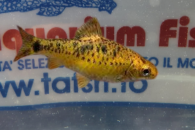 PUNTIUS SACHSI GOLDEN