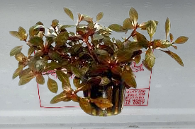 Ludwigia repens rubin