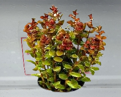Rotala Macranda