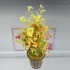 Rotala Rotundifolia