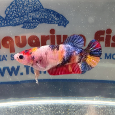 BETTA SPLENDENS FEMMINA CANDY NEMO PK