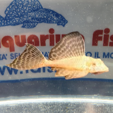 PTERIGOPLICHTYS GIBBICEPS ALBINO