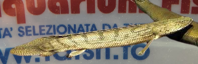 POLYPTERUS ENDLICHERII