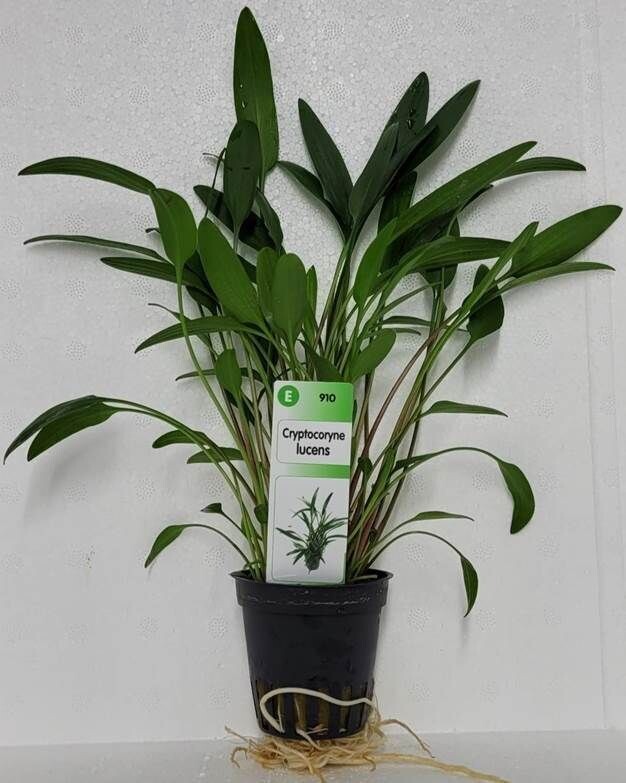 Cryptocoryne lucens