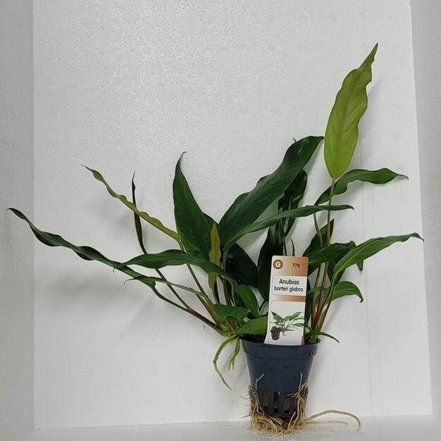 Anubias barteri Glabra