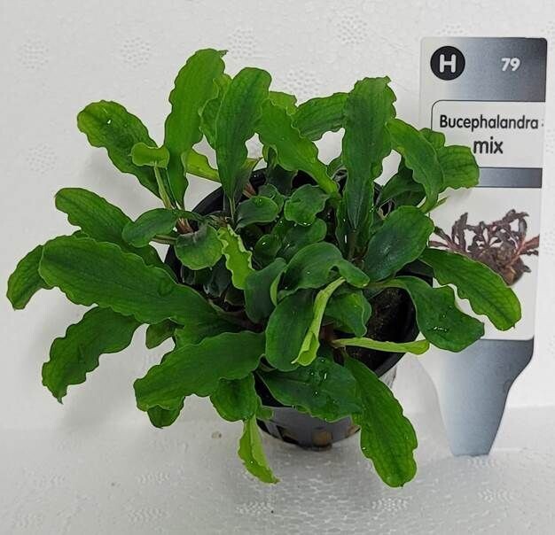 Bucephalandra Biblis