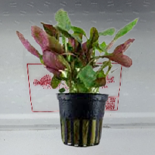 Lobelia cardinalis