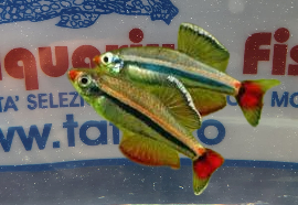 TANICHTYS MICAGEMMAE MD