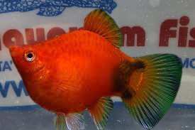 PLATY CORALLO