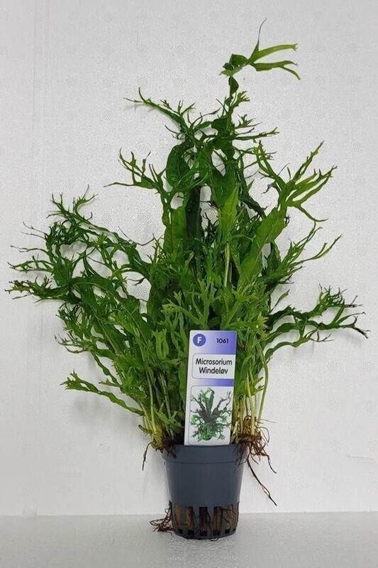 Microsorium crisped leaves