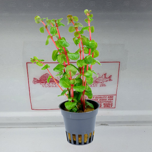 Rotala Rotundifolia Orange Juice