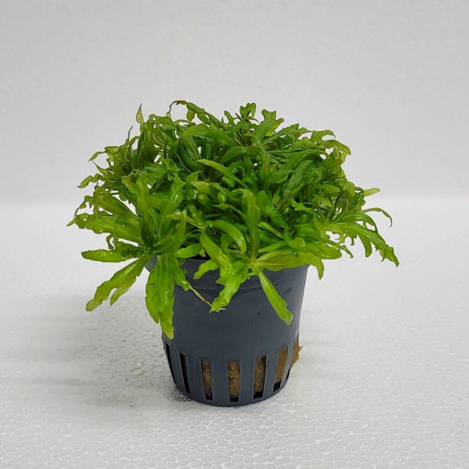 Pogostemon helferi