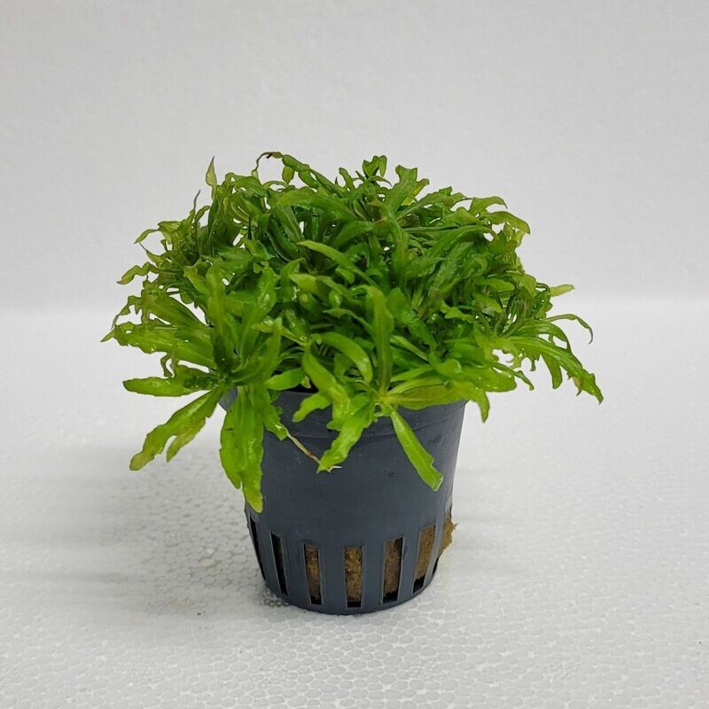 Pogostemon helferi