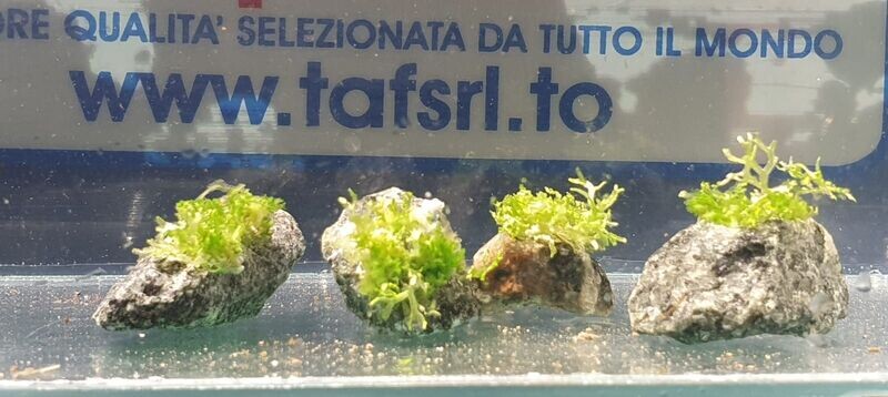 DECO' STONE XS